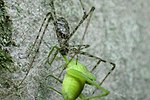 Miniatura para Hypochilidae