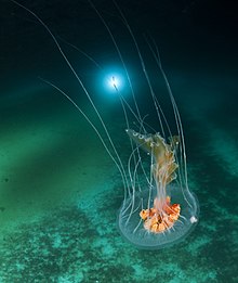 Ledeni planet i antarktičke meduze (ošišane) .jpg