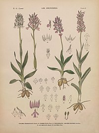 plate 25 - (text explanation page 15) Orchis tridentata Neotinea tridentata Orchis commutata Neotinea tridentata subsp. tridentata Orchis lactea Neotinea lactea Orchis acuminata Neotinea lactea