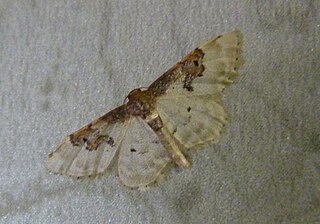 <i>Idaea mustelata</i> Species of moth