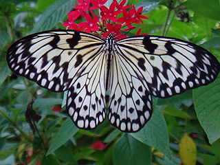 <i>Idea</i> (butterfly) Genus of brush-footed butterflies