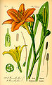 Illustration Hemerocallis fulva0.jpg