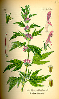 Illustration_Leonurus_cardiaca0.jpg