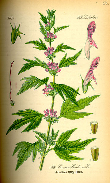 File:Illustration Leonurus cardiaca0.jpg