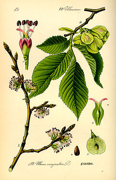 Ulmus carpinifolia
