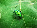 Thumbnail for Chrysocoris stollii