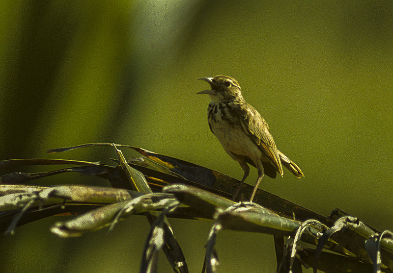 File:Indian Bushlark - Sri Lanka 83 0075 (16921515866).jpg