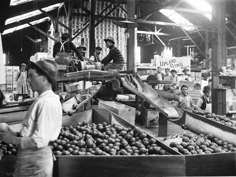 File:Interior of citrus packing house, Ontario, ca.1905 (CHS-1677).jpg