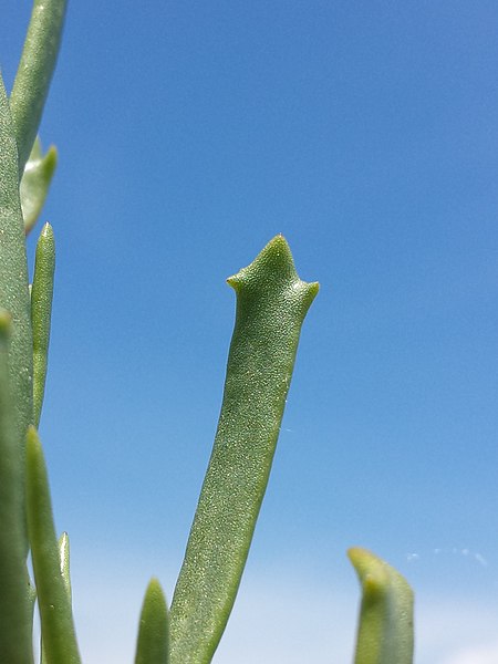 File:Inula crithmoides sl8.jpg