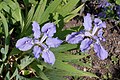 Iris milesii - Fleurs