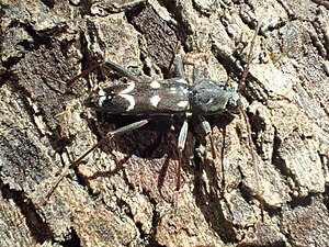 Isotomus speciosus on pine bark