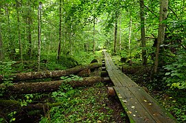 Järvselja looduskaitseala