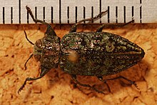 Mücevher Böceği (Chrysobothris verdigripennis) (8275145148) .jpg