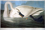 Trumpeter swan (Cygnus buccinator)