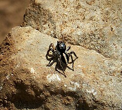 Jumping Spider. Aelurillus v-insignitus, Salticidae. (43998646775).jpg