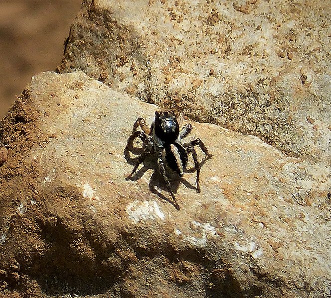 File:Jumping Spider. Aelurillus v-insignitus, Salticidae. (43998646775).jpg