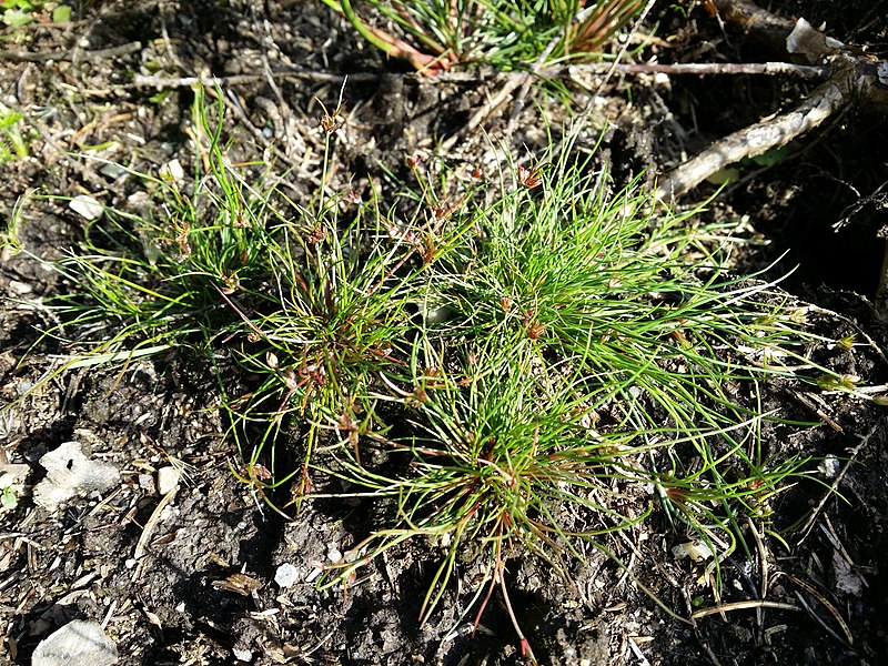 File:Juncus bulbosus sl44.jpg