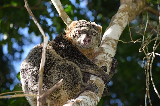 The Sulawesi bear cuscus, whose Latin name is Ailurops Ursinus, is endemic to Tahura Bontobahari, Indonesia. Photograph: Syamsul Rivai