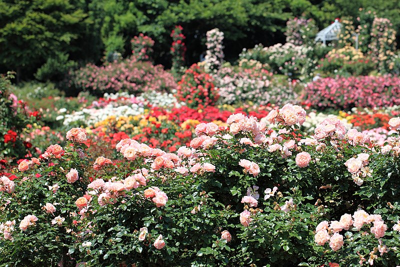 File:Keisei Rose Garden1.jpg