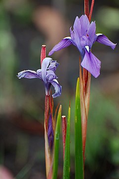 Description de l'image Kitulo NP flower 03 (paulshaffner).jpg.