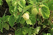 Ananaskirsche (auch für Physalis grisea)