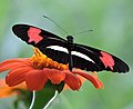 Fotografia de Heliconius erato phyllis, vista superior.