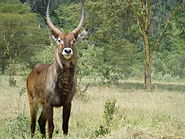 Nakuru Gölü'ndeki Kobus elipsprimnus.jpg