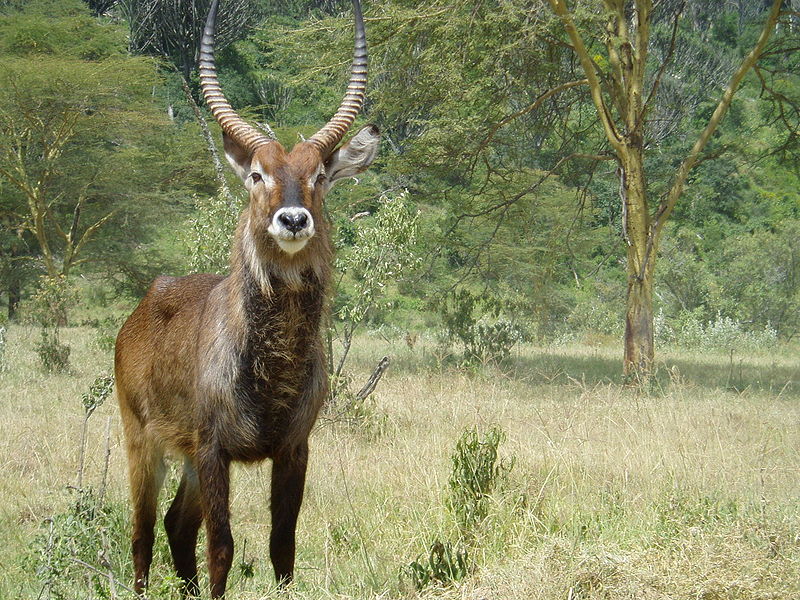 File:Kobus ellipsiprymnus in Lake Nakuru.jpg