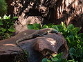 Komodo dragon