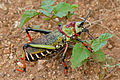Koppie Foam Grasshopper (Dictyophorus spumans pulchra) (16499545179).jpg