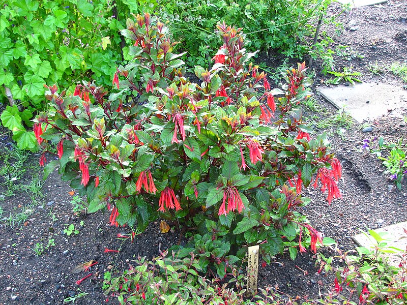 File:Kyynelverenpisara (Fuchsia triphylla) Turun kasvitieteellinen puutarha.JPG