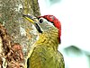 Laced Woodpecker.jpg