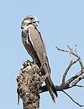 Thumbnail for Laggar falcon