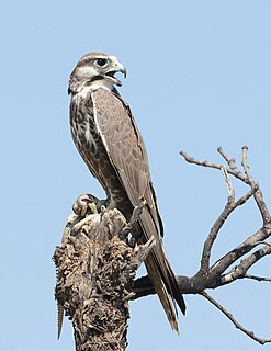 Laggar falcon Species of bird