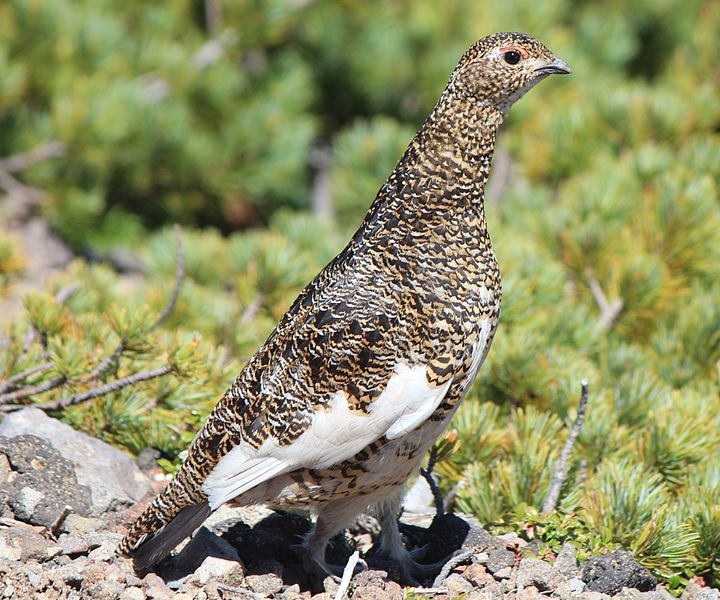 File:Lagopus muta japonica (female).JPG