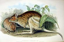Plate 59 of Mammals of Australia Vol. II Lagorchestes leichardti Gould.jpg