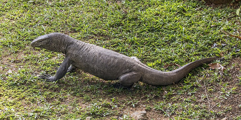 File:Land monitor (Varanus bengalensis).jpg