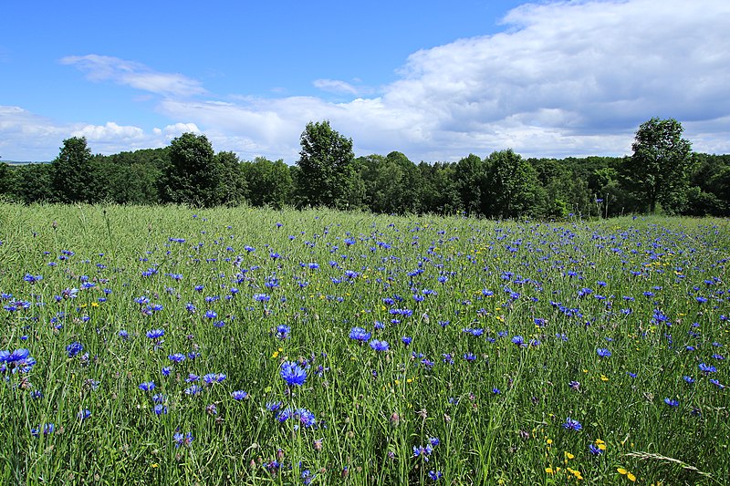 File:Landschaftsschutzgebiet Oelbachgrund in Sachsen. 2H1A3594ОВ.jpg