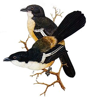 <span class="mw-page-title-main">Southern boubou</span> Species of bird