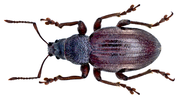 Laparocerus canariensis Boheman, 1843 (15423572503) .png