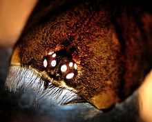 Eye ports seen in an exuvia (molted skin) Lasiodora parahybana, eyes.JPG