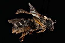 Side view of Lasioglossum leucozonium Lasioglossum leucozonium1.jpg