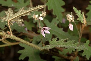 <i>Lasiopetalum pterocarpum</i> Species of plant