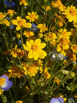 <i>Lasthenia glabrata</i> Species of flowering plant