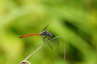 Asiatic Blood Tail Lathrecista asiatica male