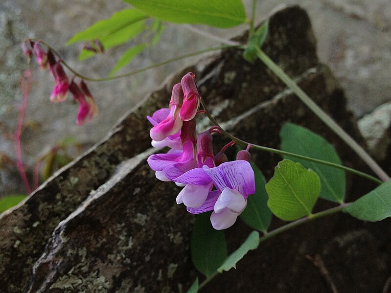 File:Lathyrus venosus - Veiny Pea Vine.jpg