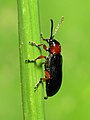 Leaf Beetle (14475880883).jpg