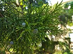 Leaf and cone of Juniperus chinensis 02.jpg