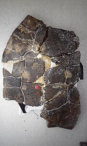Fossil of Elseya uberrima Lectotype elseya uberrima.jpg