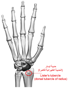 Lister's tubercle